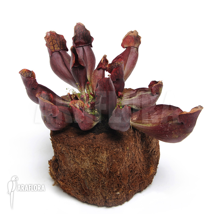 Sarracenia purpurea var. purpurea