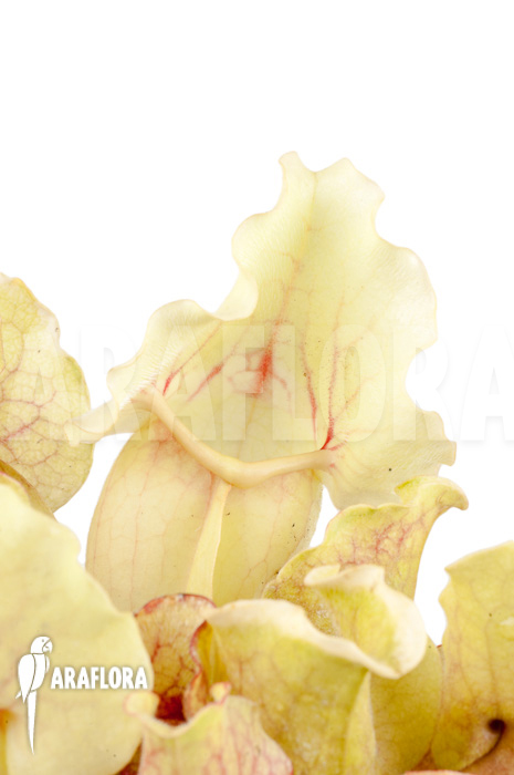 Sarracenia purpurea var venosa ‘White Ghost’