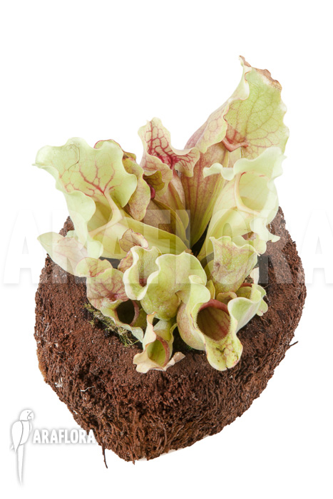 Sarracenia purpurea var venosa ‘White Ghost’