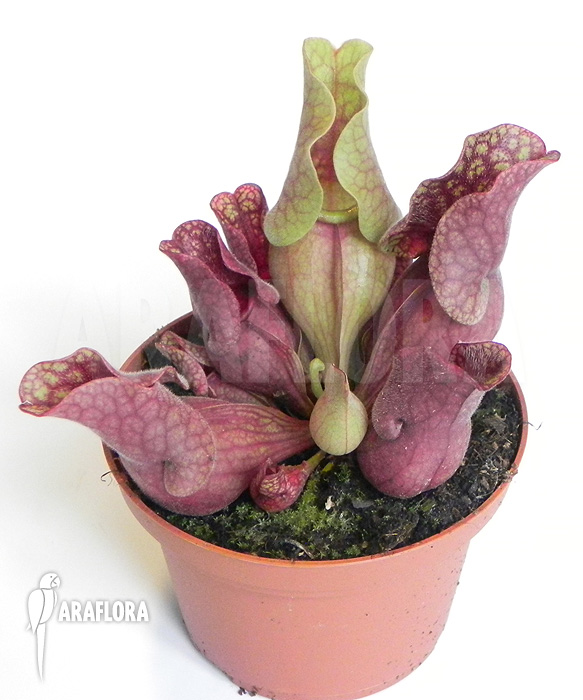Sarracenia purpurea var. venosa ‘HS’