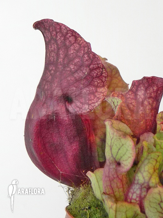 Sarracenia purpurea var. venosa ‘Sylwia’