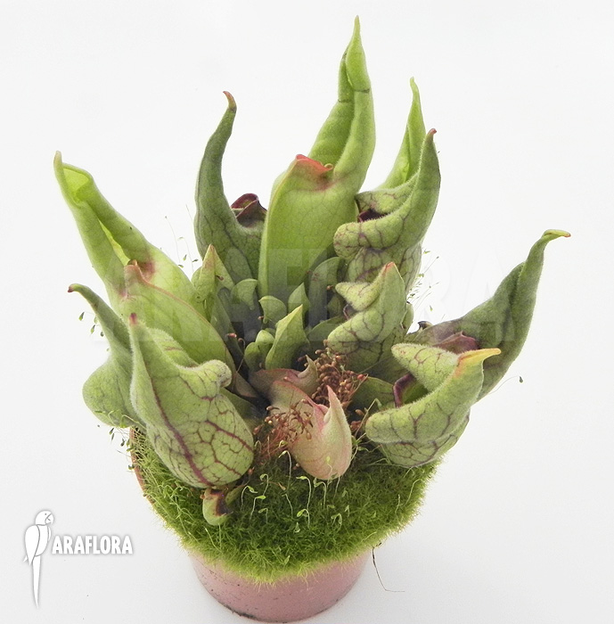 Sarracenia purpurea ‘Smurf’
