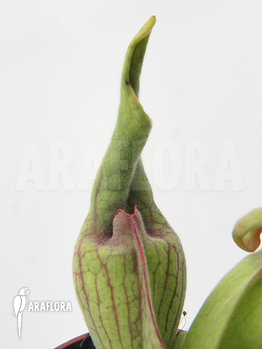 Sarracenia purpurea ‘Smurf’