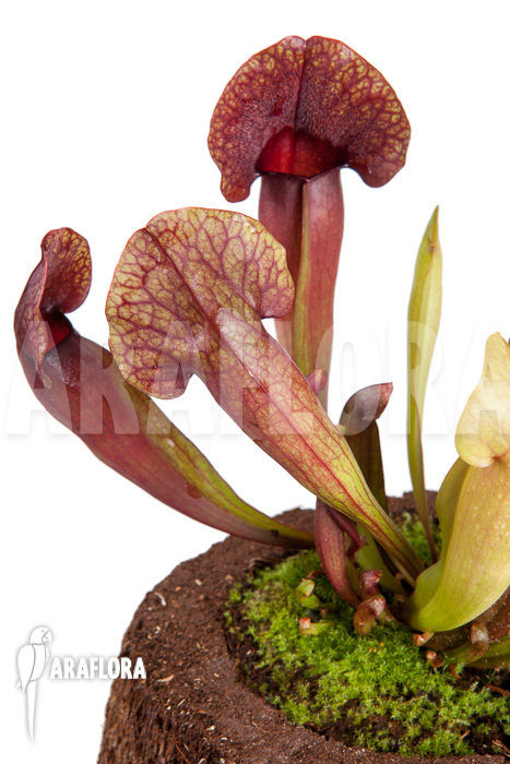 Sarracenia x ‘Barbapapa’