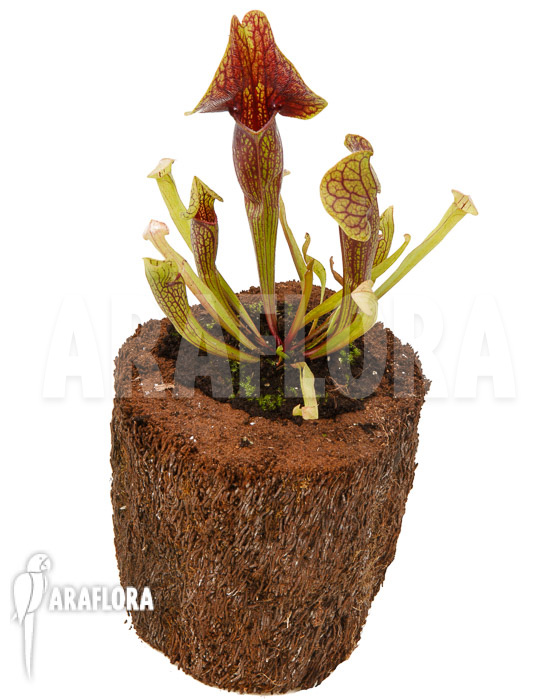 Sarracenia x Linda &lsquo;M&rsquo;