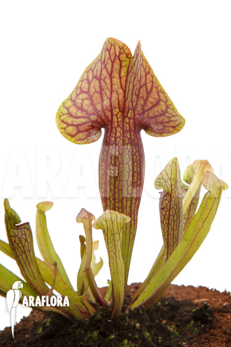 Sarracenia x Linda &lsquo;M&rsquo;