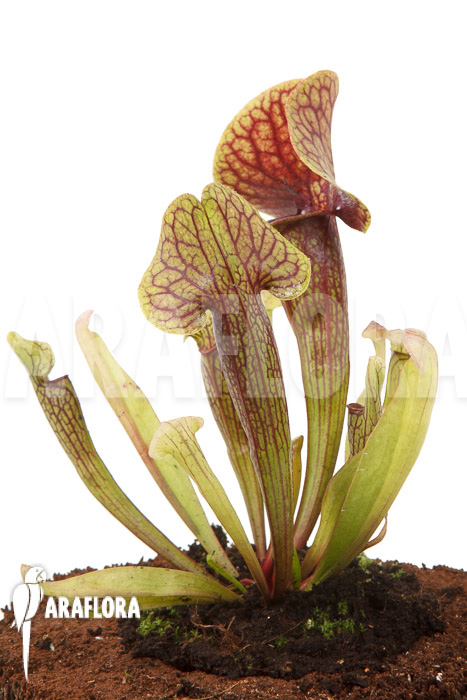 Sarracenia x Linda &lsquo;M&rsquo;
