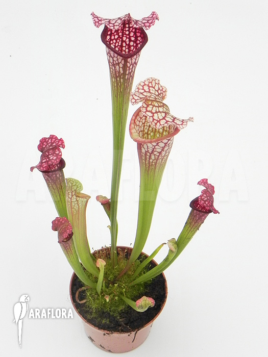 Sarracenia x leucophylla &lsquo;Royal Red&rsquo;