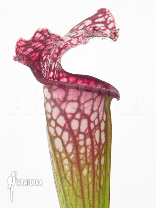 Sarracenia x leucophylla &lsquo;Royal Red&rsquo;