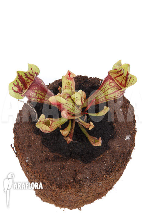 Sarracenia x purpurea ‘Leprechaun’