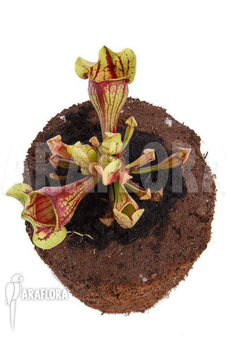 Sarracenia x purpurea ‘Leprechaun’