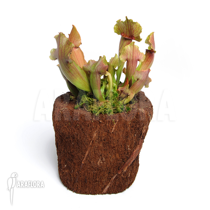 Sarracenia x purpurea hybrid A