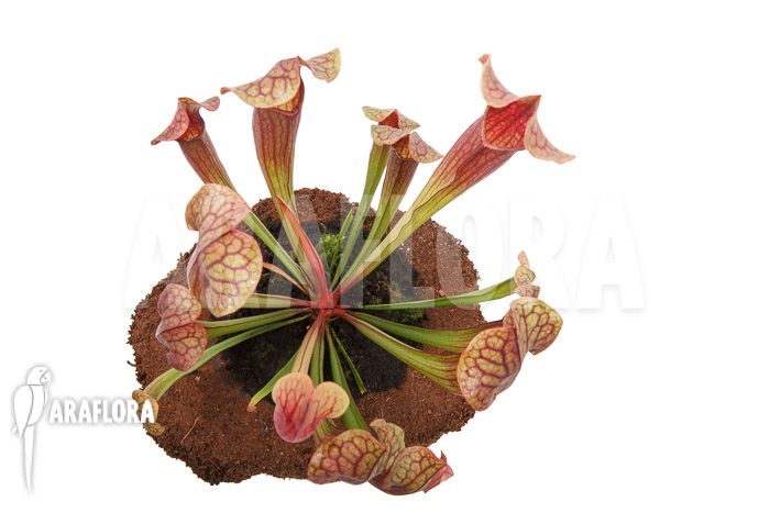 Sarracenia x Tess ‘L’