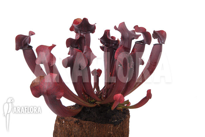 Sarracenia x Tess ‘XXL’