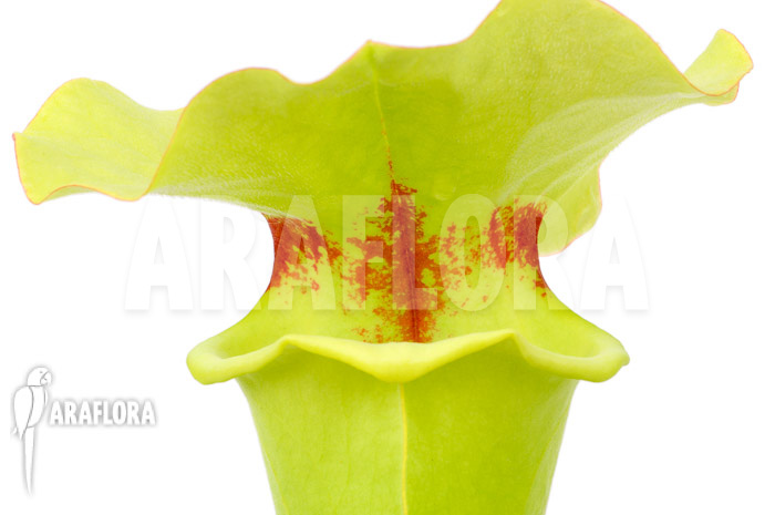 Sarracenia x yellow bird