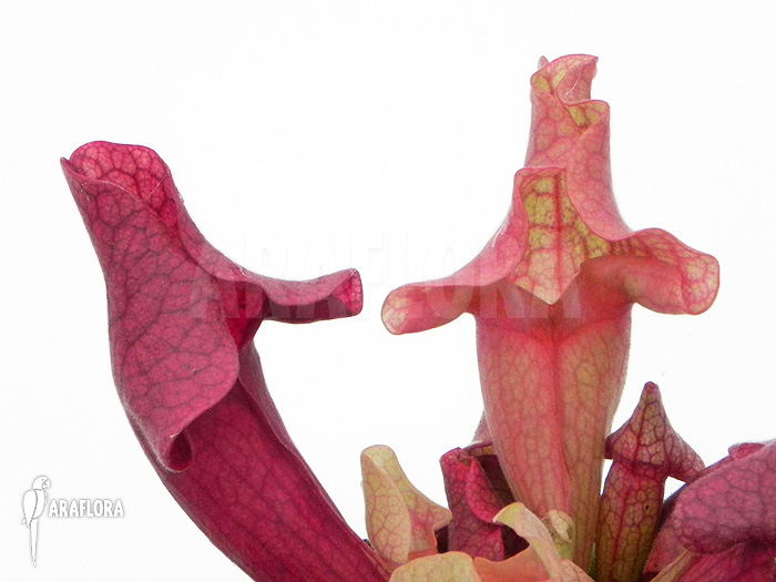 Sarracenia x &lsquo;Ewalina&rsquo;