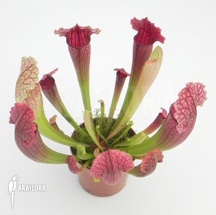 Sarracenia x ‘Fiona’