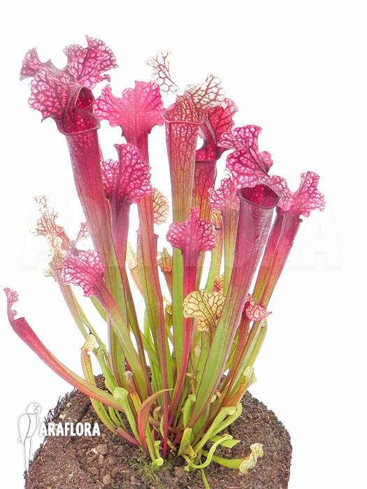 Sarracenia-x_Judith_-2