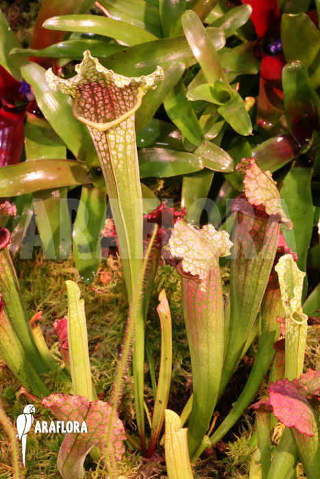 Sarracenia x ‘juthatip Soper’