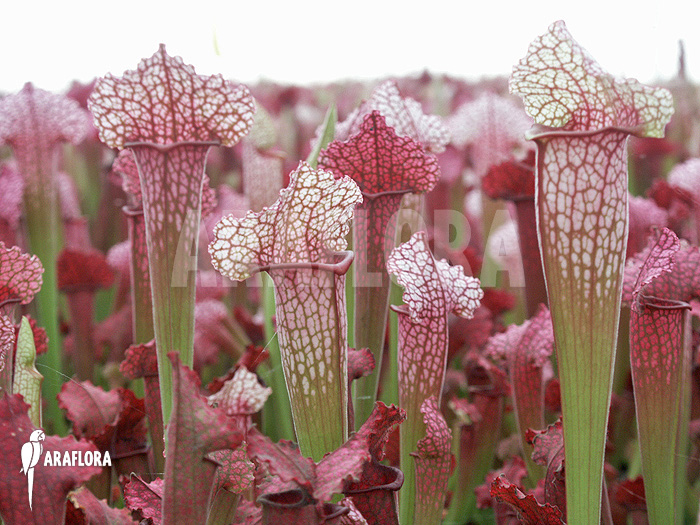 Sarracenia x ‘juthatip Soper’