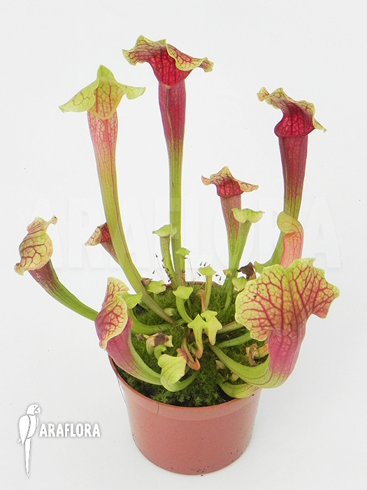 Sarracenia x ‘Smoorie’