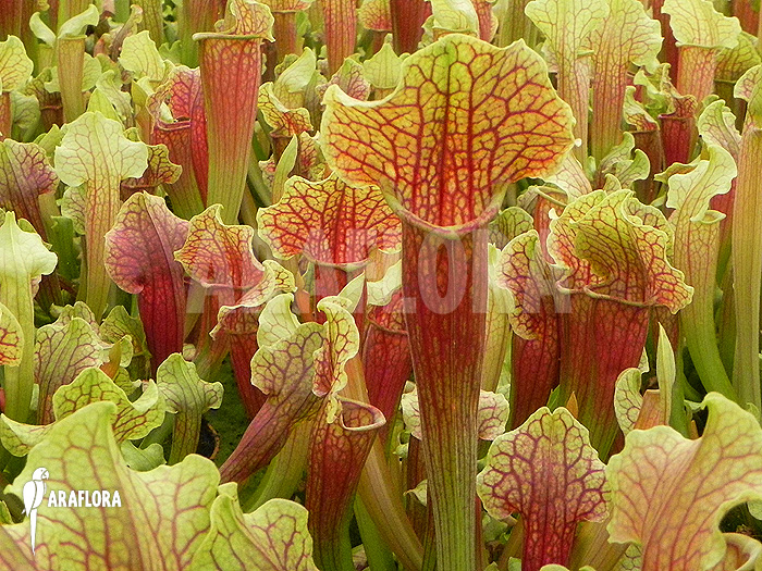 Sarracenia x ‘Smoorie’