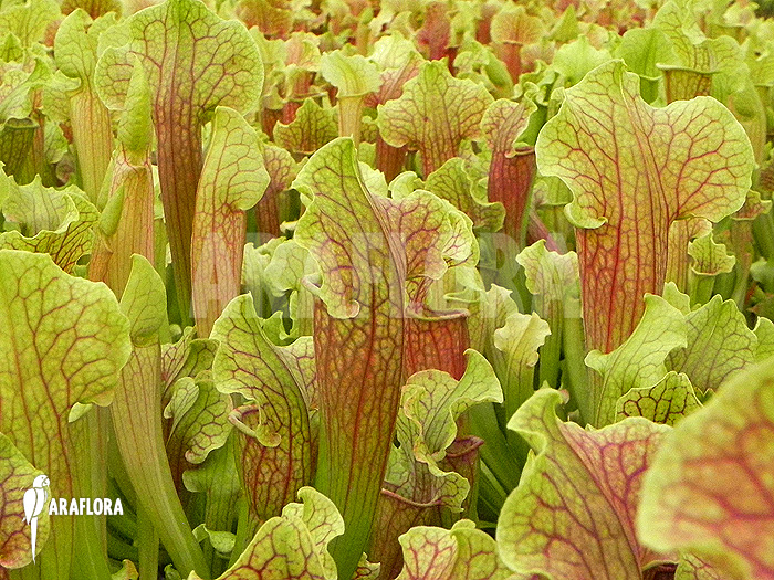 Field of Sarracenia x ‘Smoorie’