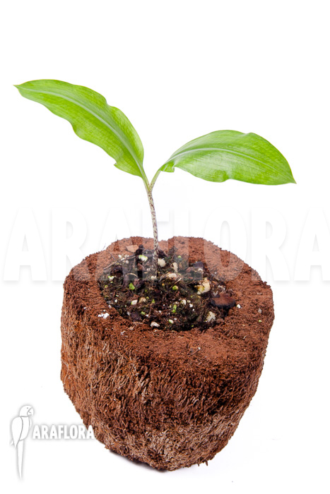 Scadoxus multiflorus ssp multiflorus ‘S’