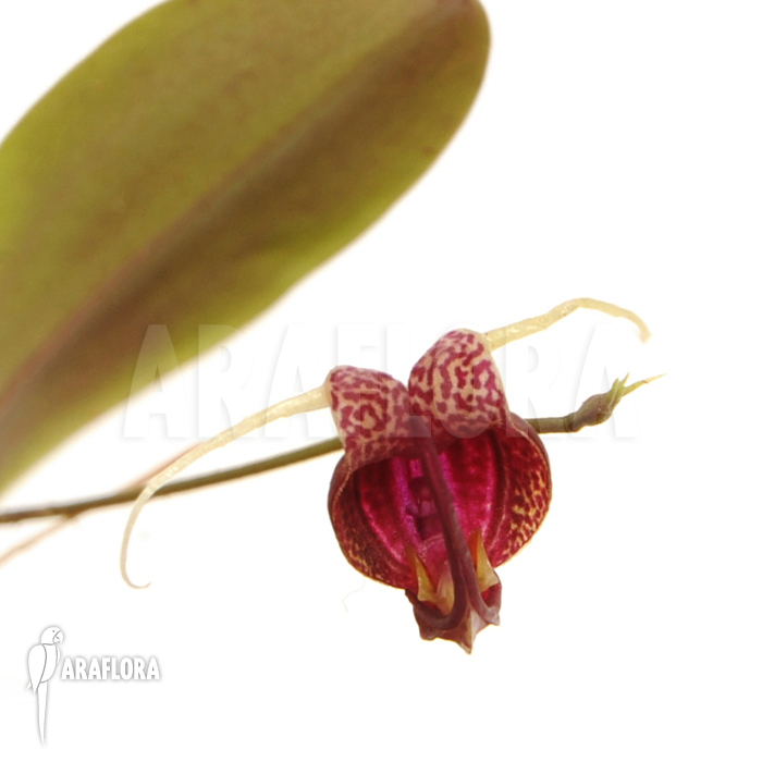 Scaphosepalum digitale