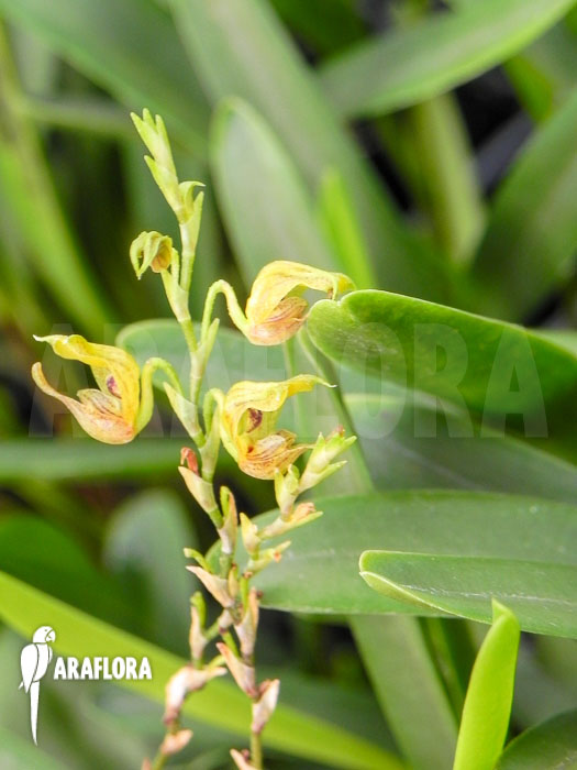 Scaphosepalum verrucosum