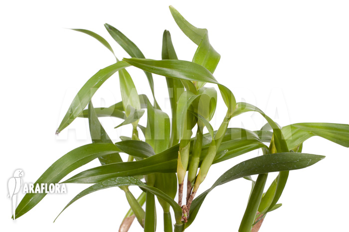 Scaphyglottis genychila