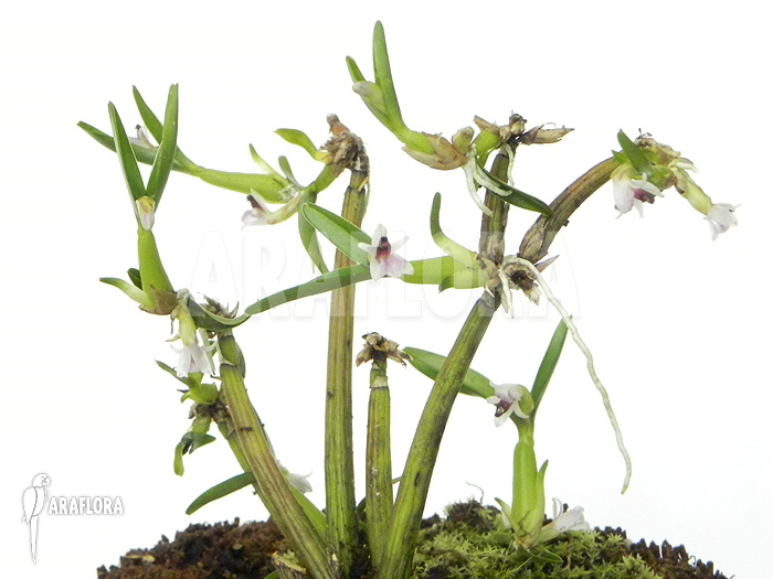 Scaphyglottis prolifera