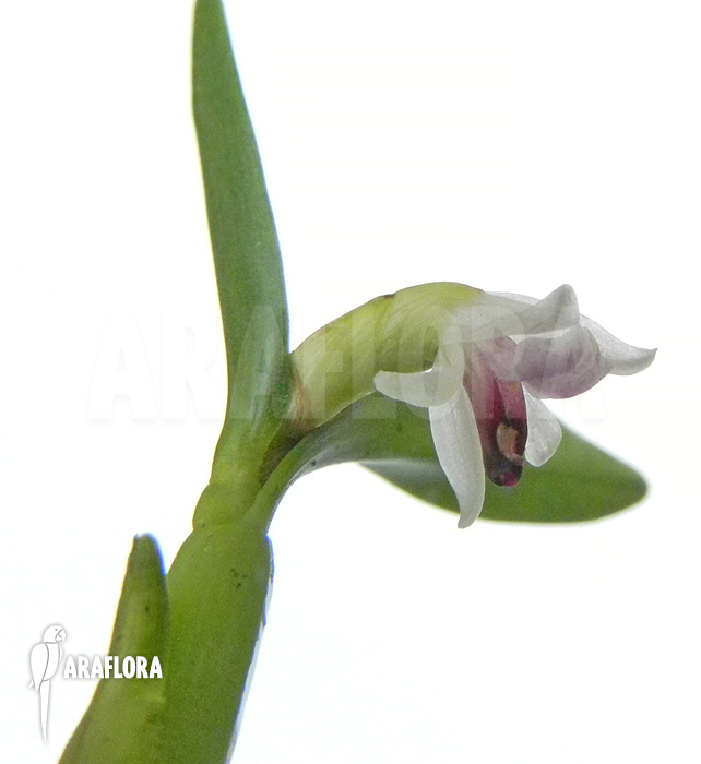 Scaphyglottis prolifera