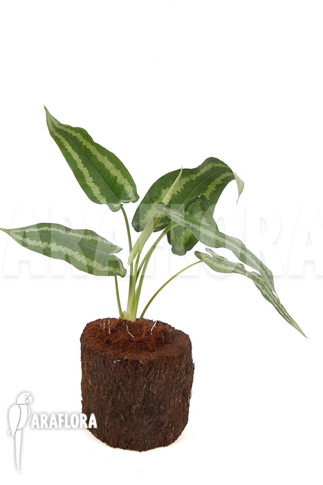 Schismatoglottis wallichii (long leaf) L