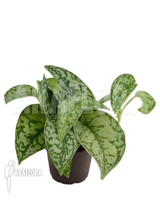 Scindapsus ‘Silver Lady’