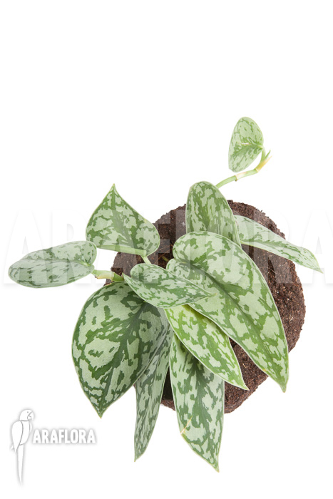 Scindapsus pictus ‘Argyraeus’