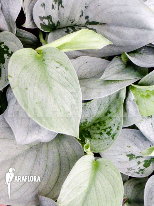 Scindapsus pictus Silver Hero