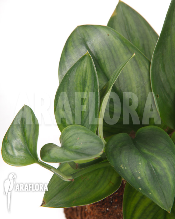 Scindapsus treubii Moonlight