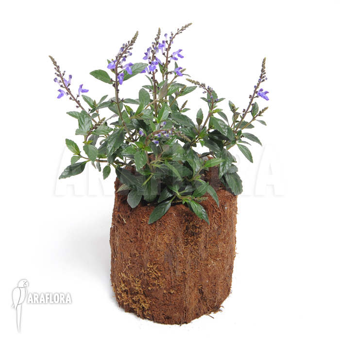 Scutellaria javanica purple flower