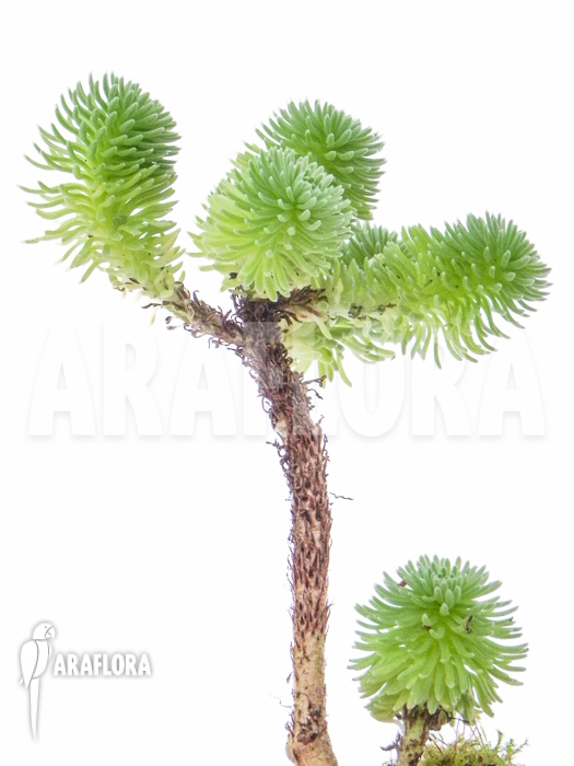 Sedum multiceps Starter detail