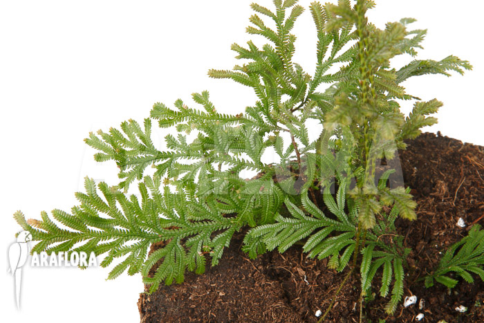 Selaginella griffithii Suriname