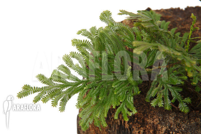 Selaginella griffithii Suriname