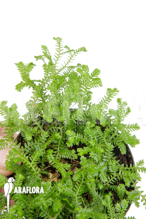 Selaginella kraussiana (hardy form)