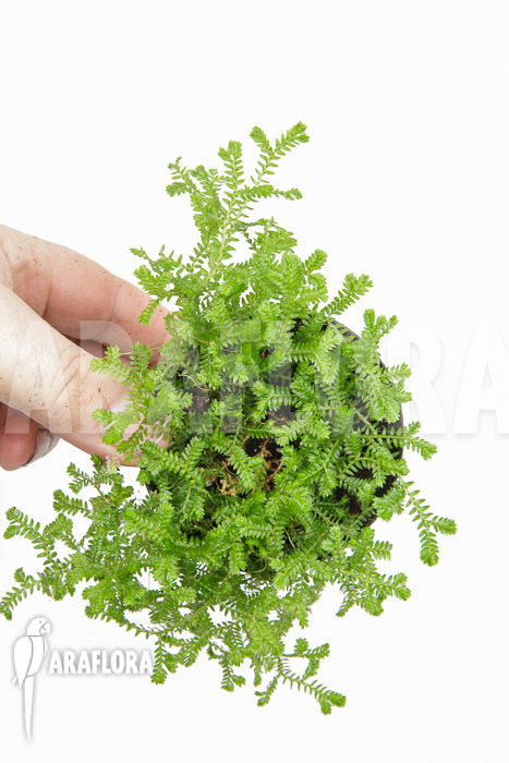 Selaginella kraussiana (hardy form)