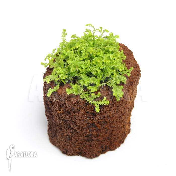 Selaginella kraussiana &lsquo;Aurea&rsquo;