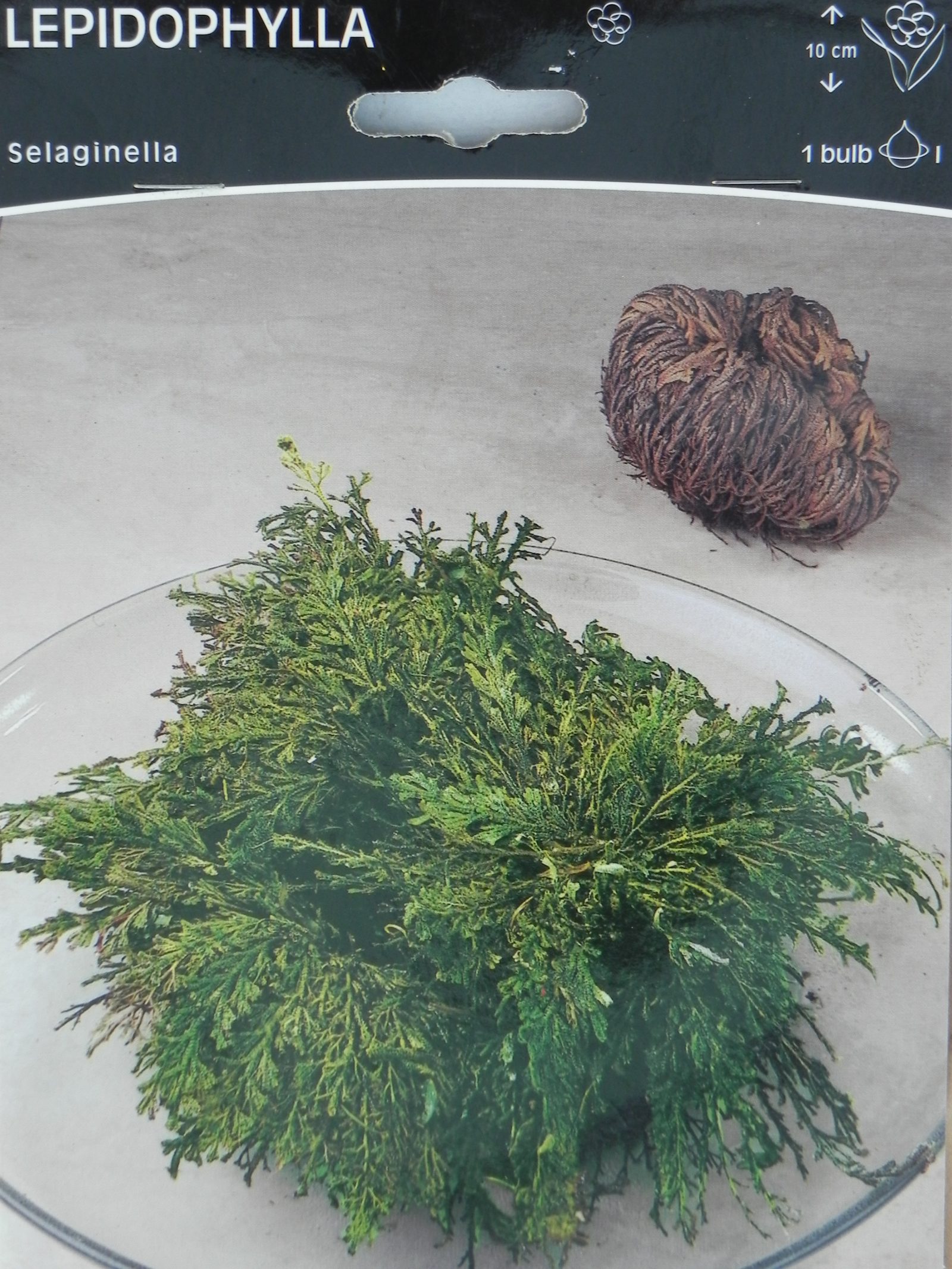 Selaginella lepidophylla