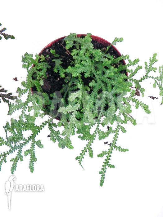 Selaginella package 3 species