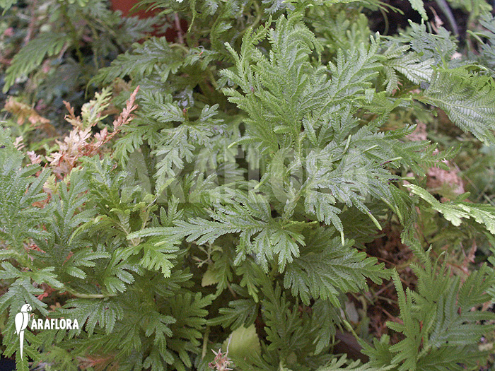 Selaginella plana