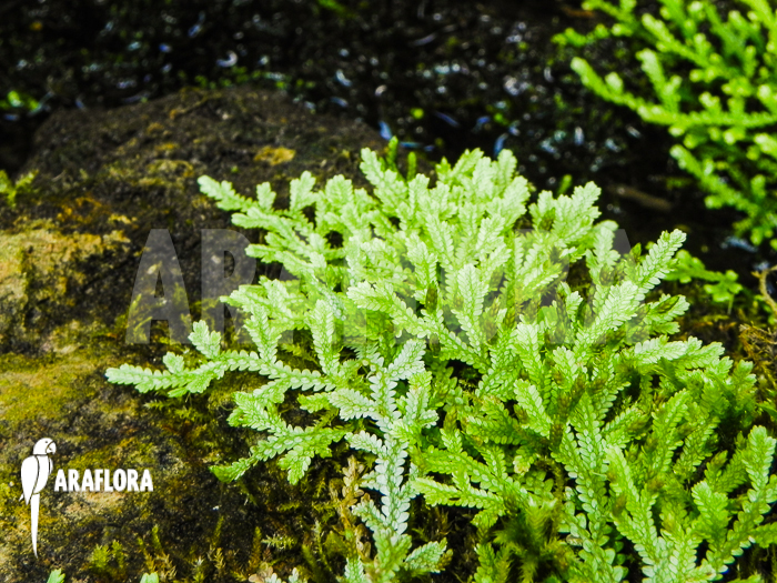 Selaginella serpens