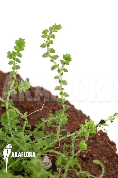 Selaginella sp Colombia